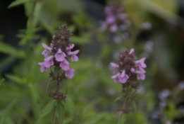 Stachys palustris Moerasandoorn bestellen